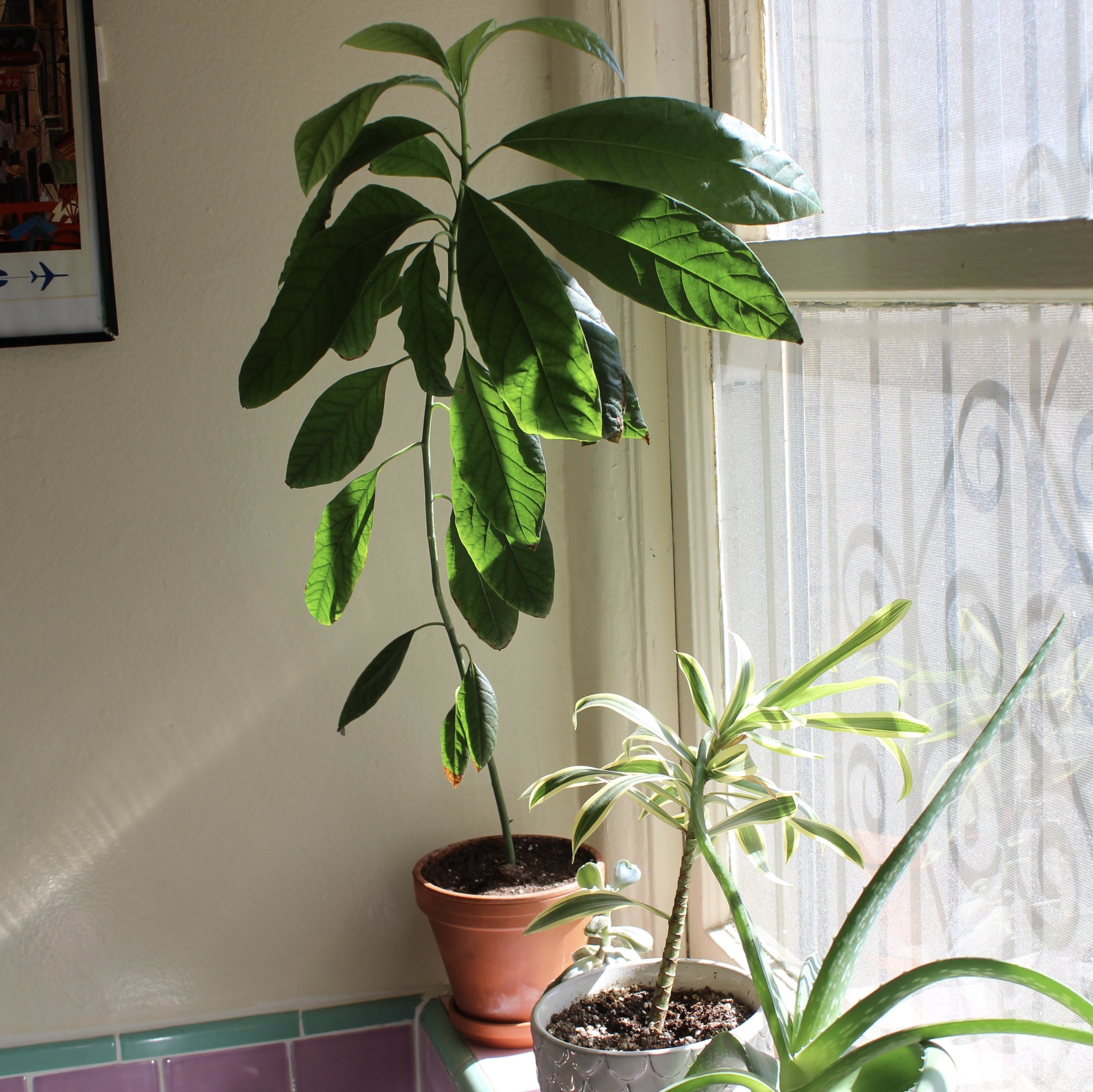 How to grow an avocado tree from seed (with photos)